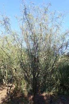 Prosopis chilensis Chilean algarrobo, Chilean mesquite