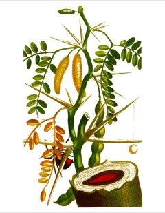 Prosopis juliflora Mesquite, Honey Mesquite