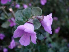 Prostanthera rotundifolia Mint Bush