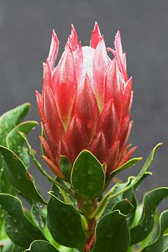 Protea cynaroides King Protea