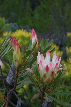 Protea repens Sugar Bush
