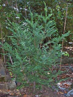 Prumnopitys andina Plum-Fruited Yew