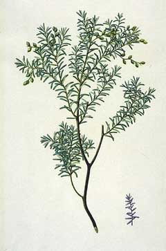 Prumnopitys taxifolia Matai