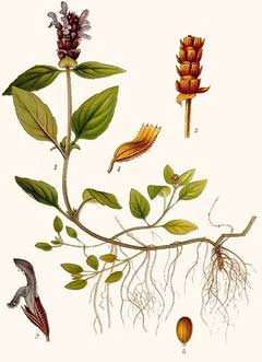 Prunella vulgaris Self-Heal, Common selfheal, Aleutian selfheal, Lance selfheal