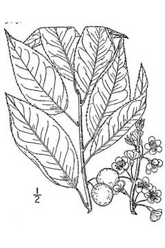 Prunus alleghaniensis Allegheny Plum, 	Davis