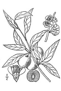 Prunus angustifolia Chickasaw Plum, Watson