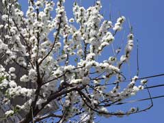 Prunus apetala Clove Cherry