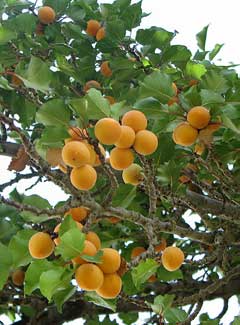 Prunus armeniaca Apricot
