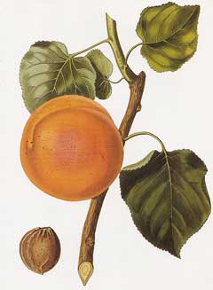 Prunus armeniaca Apricot