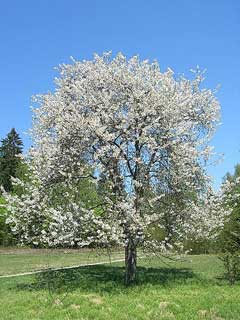 Prunus avium Wild Cherry, Sweet cherry