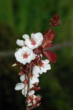 Prunus_cerasifera Cherry Plum, Myrobalan Plum, Newport Cherry Plum, Pissard Plum