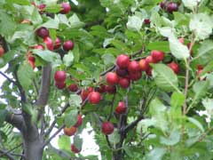 Prunus cerasifera Cherry Plum, Myrobalan Plum, Newport Cherry Plum, Pissard Plum