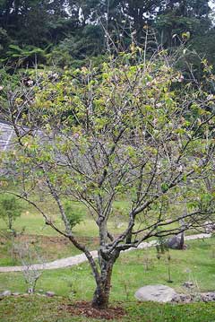 Prunus cerasoides Wild Himalayan Cherry