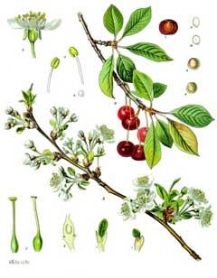 Prunus cerasus Sour Cherry