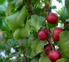 Prunus ilicifolia Holly-Leaved Cherry