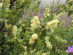 Prunus ilicifolia Holly-Leaved Cherry