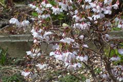 Prunus incisa Fuji Cherry