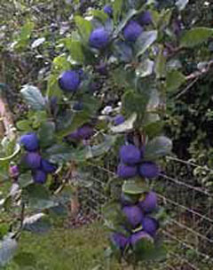 Prunus insititia Damson