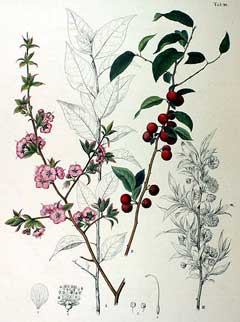 Prunus japonica Korean Cherry, Japanese bush cherry