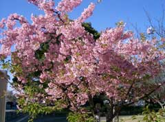 Prunus lannesiana Oshima Cherry