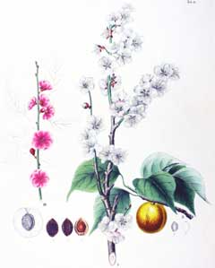 Prunus mume Japanese Apricot, Japanese Flowering, Apricot