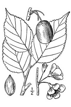 Prunus nigra Canadian Plum