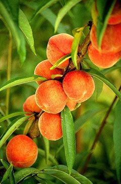 prunus persica Peach, Flowering Peach,  Ornamental Peach,  Common Peach
