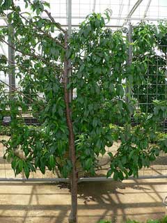 Prunus persica nucipersica Nectarine