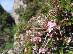 Prunus prostrata Mountain Cherry