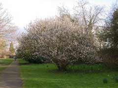 Prunus pseudocerasus Cambridge Cherry