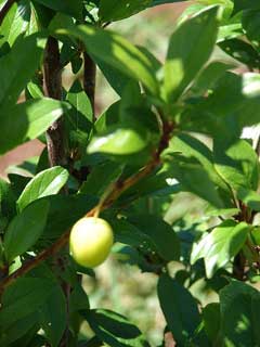 Prunus salicina Japanese Plum