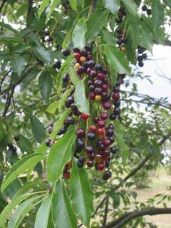 Prunus serotina Rum Cherry - Wild Cherry, Black  Cherry, Wild Black  Cherry