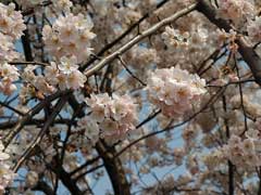 Prunus serrulata Yamazakura, Japanese Flowering Cherry, Oriental  Cherry