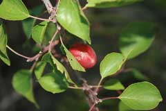 Prunus sibirica Siberian Apricot