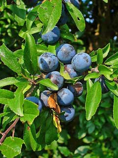 Berries Shrub 20 seeds Fruit Prunus Spinosa Sloe / Blackthorn 