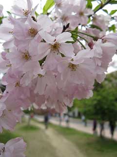 Prunus subhirtella Rosebud Cherry, Higan Cherry, Winter-flowering cherry