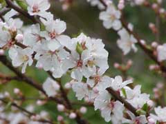 Prunus tomentosa Nanking Cherry