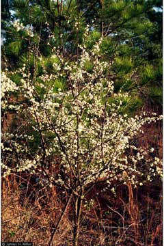 Prunus umbellata Black Sloe, Hog plum, Flatwoods Plum
