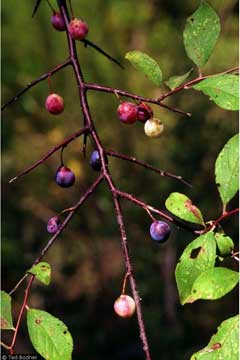 Prunus umbellata Black Sloe, Hog plum, Flatwoods Plum