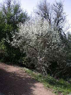 Prunus ursina 
