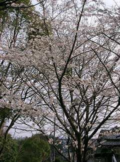 Prunus x yedoensis Tokyo Cherry