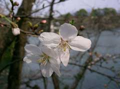 Prunus x yedoensis Tokyo Cherry
