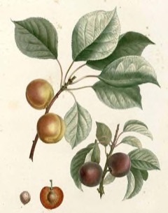 Prunus armeniaca mandschurica Manchurian apricot
