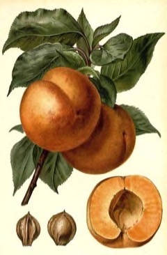 Prunus armeniaca mandschurica Manchurian apricot