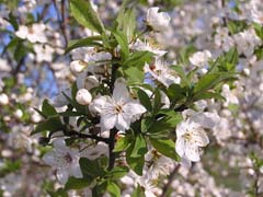 Prunus cerasus frutescens Bush Sour Cherry