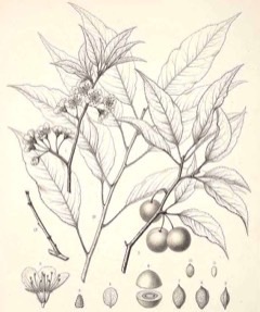 Prunus hortulana Hog Plum, Hortulan plum