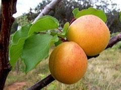 Prunus mandshurica Manchurian Apricot