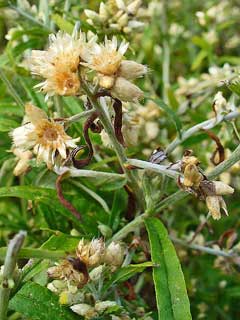 Pseudognaphalium obtusifolium White Balsam, Rabbit-tobacco