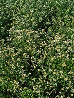 Pseudognaphalium obtusifolium White Balsam, Rabbit-tobacco