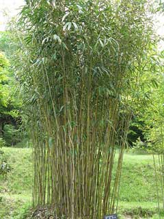 Pseudosasa japonica Metake - Bamboo